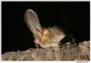 Brown Long Eared Bat 2